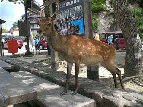 「鹿が飛び出してきて・・・」せんちゃんのブログ ｜ 目指せ元気なアラフォー みんカラ