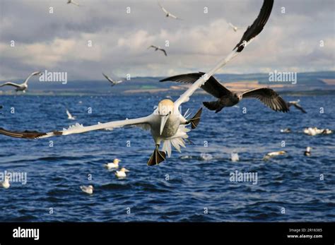 Adult Northern Gannet Morus Bassanus In Flight With Feet Spread