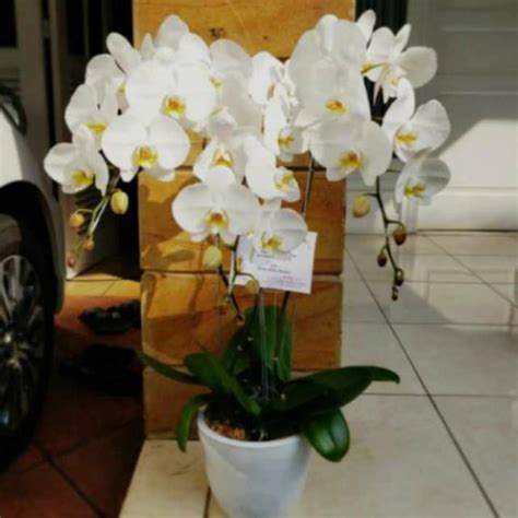 Jual Anggrek bulan putih/bunga anggrek/rangkaian angggrek 001 | Shopee
