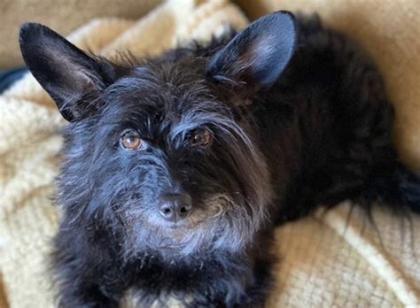 27 Cute Yorkshire Terrier Mixes The Best Yorkie Hybrids