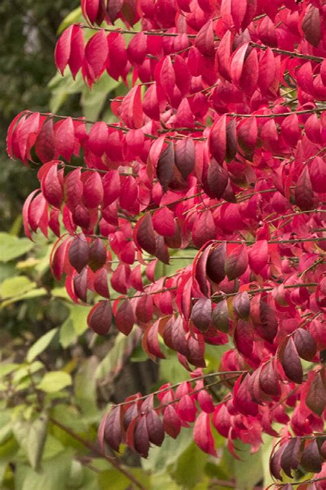 Dwarf Burning Bush Euonymus Alatus Compactus Monrovia Plant