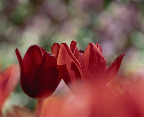 Tulipanes Flores Rojos Foto Gratis En Pixabay