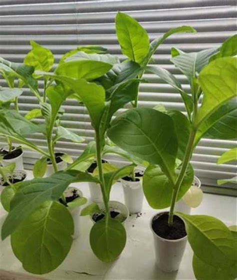 Рассада табака | Festima.Ru – частные объявления