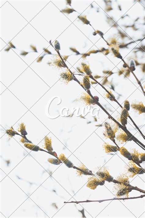 Blooming Willow Branch Beautiful Pussy Willow Flowers Photos By Canva