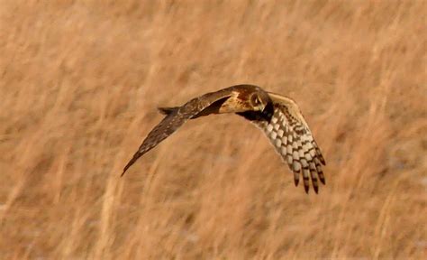 Shawangunk Grasslands National Wildlife Refuge Bird Walk — Putnam Highlands Audubon Society