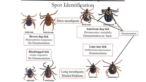 Types Of Ticks On Dogs Dog Choices