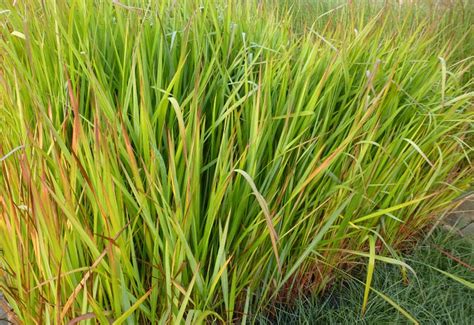 IMPERATA CYLINDRICA - Guido Van de Steen