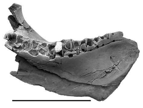 Fossils Identified Of Two New Herbivorous Horned Dinosaurs Photos