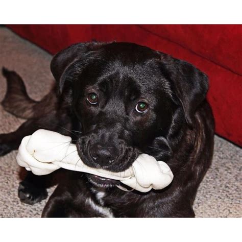 precious puppy dog puppies dogs  puppies cute animals