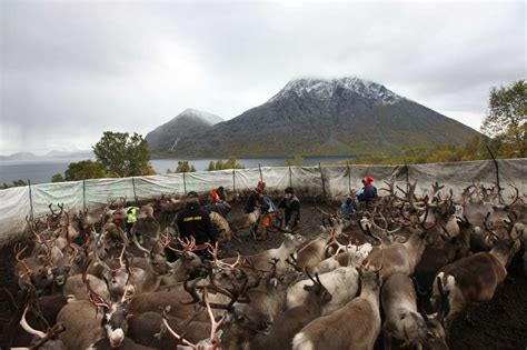 'Our souls touch': Sámi reindeer herders - Survival International