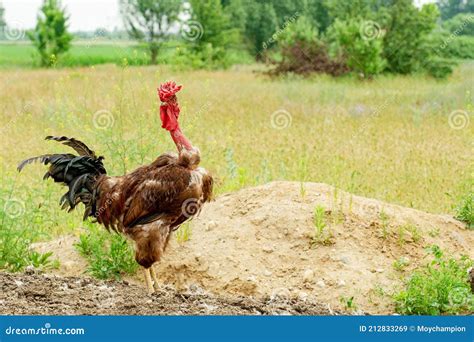 Naked Neck Chicken As Free Range Stock Image Image Of Brown Agriculture