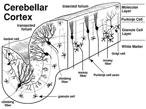 Basket Cell