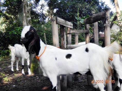 Panduan merawat kambing etawa - BUDIDAYAKU