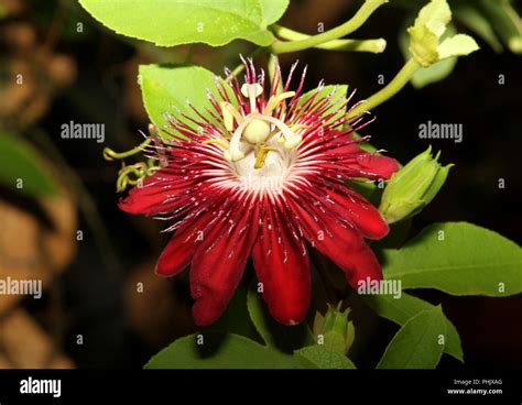 Flower - Passiflora Stock Photo - Alamy