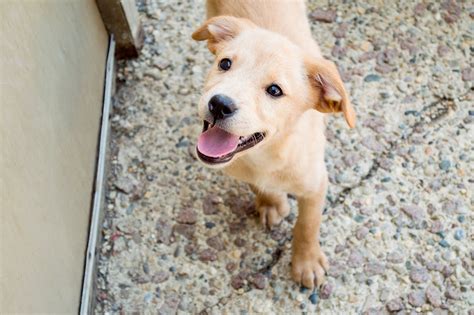 Adopt Loving Heart