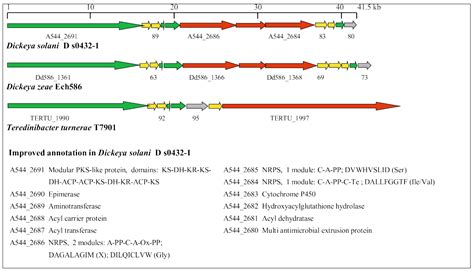 Diversity Free Full Text Genome Sequence Of Dickeya Solani A New Soft Rot Pathogen Of