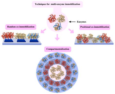 Fermentation Free Full Text Lipase From Yarrowia Lipolytica