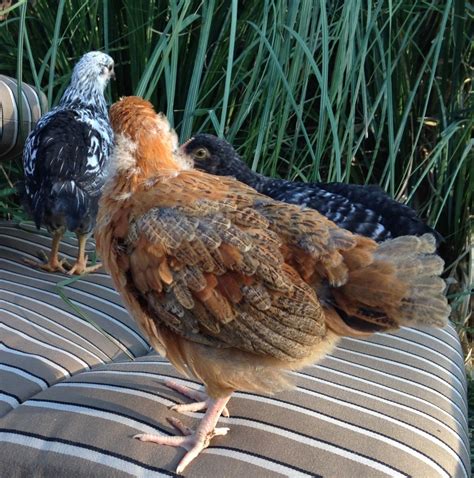 Buff Orpington roo x Speckled Sussex hen result | BackYard Chickens