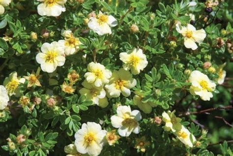 Лапчатник кустарниковый: сорта с фото, выращивание