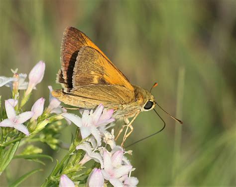 delaware skipper butterfly close   stock photo public domain