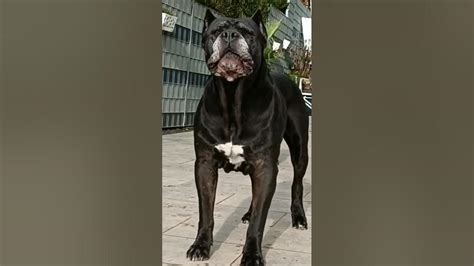 Cane Corso Show Cane Corso Working Cane Corso Training Shorts