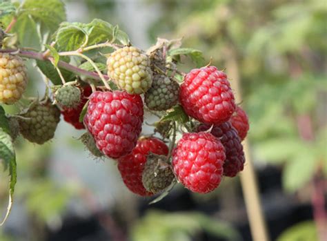 Малина Химбо Описание Сорта Фото Отзывы – Telegraph