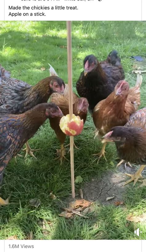 Pin by Dee Lonardo on Chicka boom Chicka Boom | Chicken garden, Cute