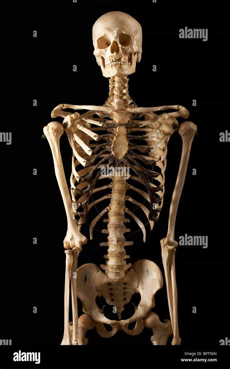 Human Being Skeleton Hi Res Stock Photography And Images Alamy