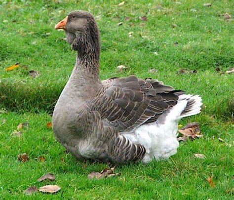 Toulouse Goose British Waterfowl Association