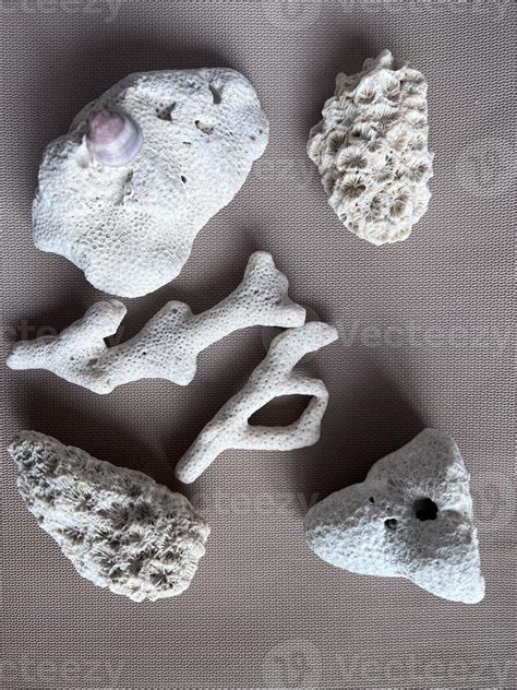 Coral decor collection 23120743 Stock Photo at Vecteezy