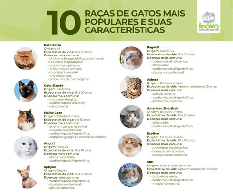 Gato É Comum Ou Próprio