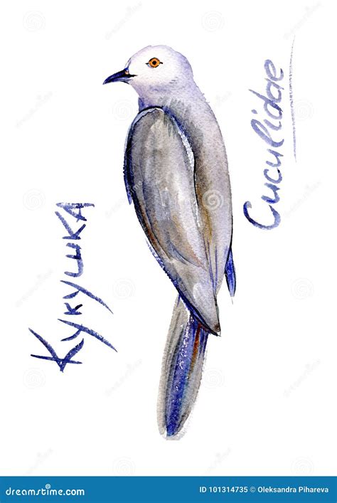 Surprised cuckoo. Bird stock illustration. Illustration of canorus ...