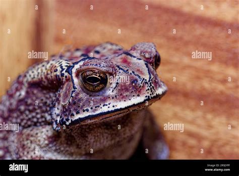 Macro Frog Asian Common Asian Black Spined Asian Toad Black