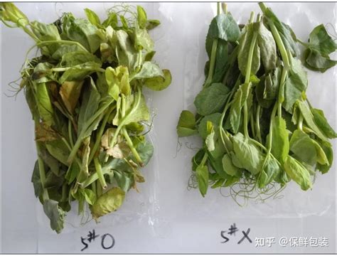 蔬菜保鲜包装：豌豆尖保鲜试验总结 知乎