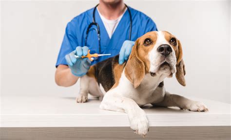 Can A Dogs Microchip Be Removed