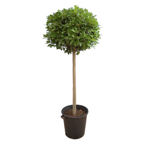 Лавр нобилис гигант - купить в Санкт-Петербурге: цена, фото, описание