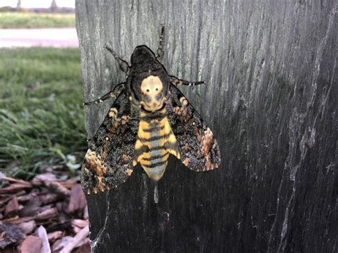 Totenkopfschwärmer Naturschutz ch