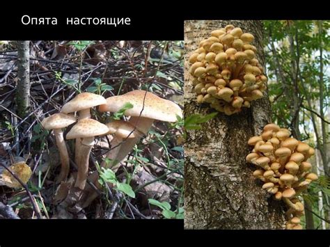 Шляпочные грибы. Разнообразие - презентация онлайн