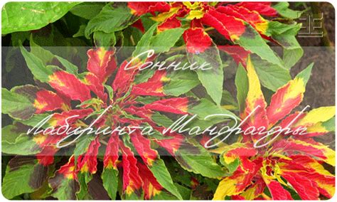 Щирица запрокинутая — Amaranthus retroflexus L.