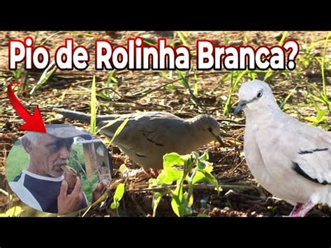 Rolinha PICUÍ ou Rolinha BRANCA Teste de Pio e Observação de Aves