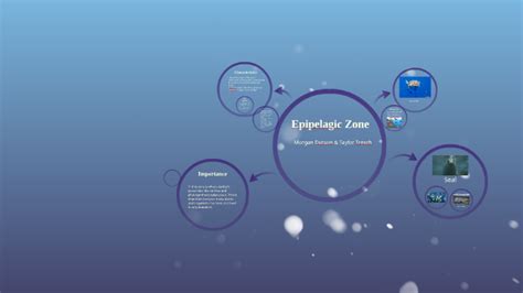 Epipelagic Zone by on Prezi
