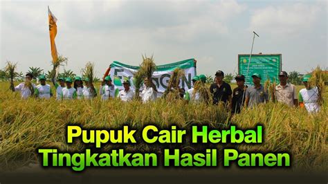 Pupuk Cair Herbal Tingkatkan Produktifitas Petani Indramayu YouTube