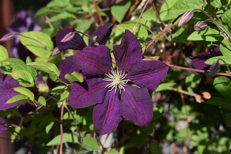Clematis Jackmanii Leaves