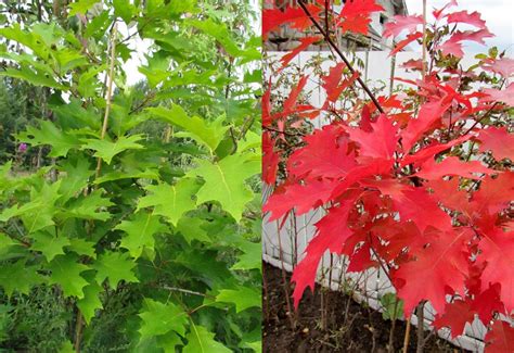 Дуб на садовом участке, или куда вешать златую цепь? - GARDENIDEA