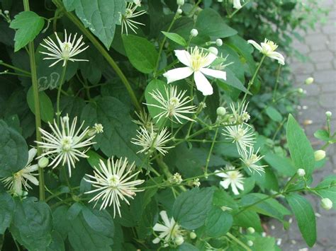 род Clematis - Изображение особи - Плантариум