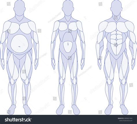 9 Male Anatomy Types Pictures