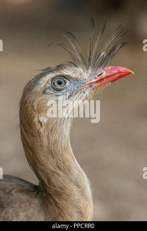 Side View Of Red Legged Seriema Cariama Cristata Wings Unfolding