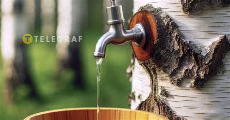 Какой сегодня праздник 29 марта 2024 — что нельзя делать в День березы ...