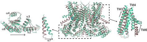 Structural Basis Of Ca Dependent Activation And Lipid Transport By A