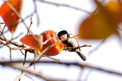 Japanese Tit Ture Japan Nature Photographs